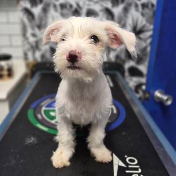Bodie -  Mixed Breed Dog for Adoption in Wahiawa, Hawaii - Bodie | PetCurious
