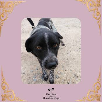 Skittles -  Australian Cattle Dog Blue Heeler and Mixed Breed Dog for Adoption in Cumberland, Rhode Island - Skittles | PetCurious