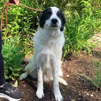 CT Orbiter -  Great Pyrenees and Border Collie Dog for Adoption in Eastford, Connecticut - CT Orbiter | PetCurious