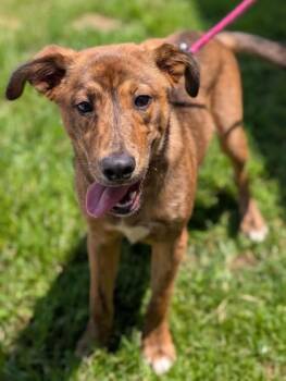 Buckley -  Retriever Dog for Adoption in Gulfport, Mississippi - Buckley | PetCurious