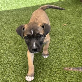Nugget 5649 -  Labrador Retriever and Mixed Breed Dog for Adoption in Loxahatchee Groves, Florida - Nugget 5649 | PetCurious