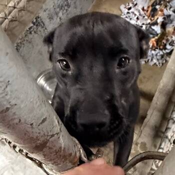 Rescue Mixed Breed Dogs for Adoption in Savannah, Georgia - Crush | PetCurious