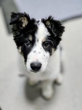 Border Collie Dogs Available for Adoption - Riley, Born November 10/2025 | PetCurious