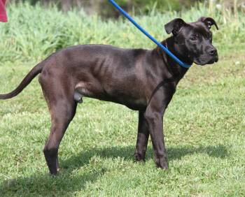 Terrier Dogs Available for Adoption in Marietta, Ohio - Shadow | PetCurious