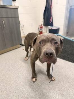 Nero -  American Staffordshire Terrier and Mixed Breed Dog Available for Adoption in Daphne, Alabama - Nero | PetCurious