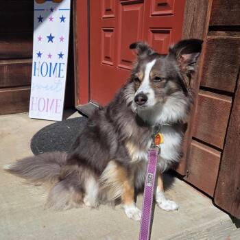 Sassy -  Australian Shepherd Dog for Adoption in Dallas, Texas - Sassy | PetCurious