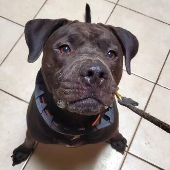 Polly -  Pit Bull Terrier Dog for Adoption in Glenmora, Louisiana - Polly | PetCurious