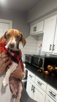 Rescue Dachshund Dogs for Adoption in Shawnee, Oklahoma - Henry | PetCurious