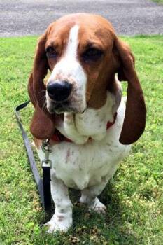 Basset Hound Dogs Available for Adoption in Hamilton, New Jersey - OAKLEY | PetCurious