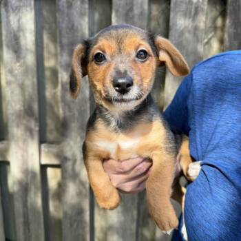 Mixed Breed Dogs Available for Adoption - Borealis | PetCurious
