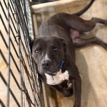 Pit Bull Terrier Dogs Available for Adoption - Maybeline | PetCurious