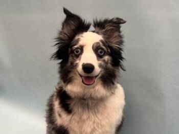 Mika -  Australian Shepherd and Mixed Breed Dog for Adoption in Golden Valley, Minnesota - Mika | PetCurious