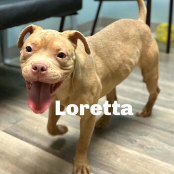 Loretta 260727 -  Mixed Breed Dog for Adoption in Gladstone, Michigan - Loretta 260727 | PetCurious
