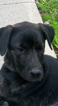 Black Labrador Retriever and Dutch Shepherd Dogs Available for Adoption in Richmond Hill, Ontario - Dawson  | PetCurious