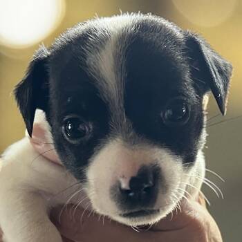 Jack Russell Terrier and Chihuahua Dogs Available for Adoption - Dallas | PetCurious
