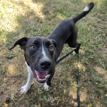 Frisbee -  Labrador Retriever and Hound Dog for Adoption in Lowell, Arkansas - Frisbee | PetCurious