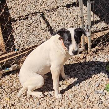 English Pointer and Mixed Breed Dogs Available for Adoption in Delta, Alabama - Mindy | PetCurious