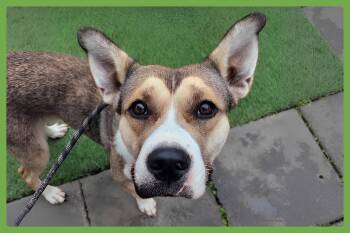 Siberian Husky and Pit Bull Terrier Dogs Available for Adoption in Amherst, Massachusetts - Willow | PetCurious