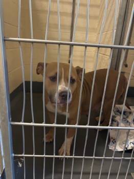 Rescue Pit Bull Terrier and Mixed Breed Dogs for Adoption in Indianapolis, Indiana - KITTY | PetCurious