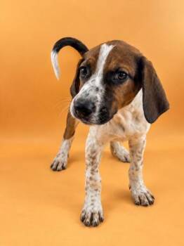 Dolly -  Hound Dog for Adoption in Dahlonega, Georgia - Dolly | PetCurious