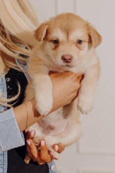 Shepherd and Mixed Breed Dogs Available for Adoption - Antman | PetCurious