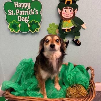 Terrier Dogs Available for Adoption - Professor Ian Augustin | PetCurious