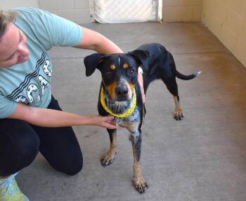 Celeste -  Australian Cattle Dog Blue Heeler and Shepherd Dog for Adoption in Mckinney, Texas - Celeste | PetCurious
