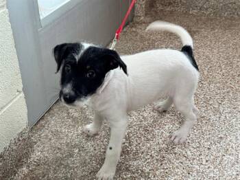 Terrier and Mixed Breed Dogs Available for Adoption - KILEY | PetCurious