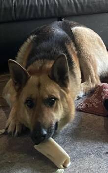 JoJo -  German Shepherd Dog Dog for Adoption in Terra Cotta, Ontario - JoJo | PetCurious