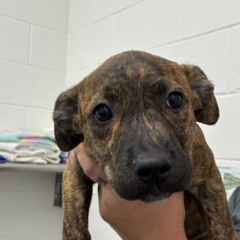 Smellerbee -  Terrier and Mixed Breed Dog for Adoption in Corpus Christi, Texas - Smellerbee | PetCurious