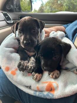 Lilo and Stitch -  Labrador Retriever Dog for Adoption in Clearwater, Florida - Lilo And Stitch | PetCurious