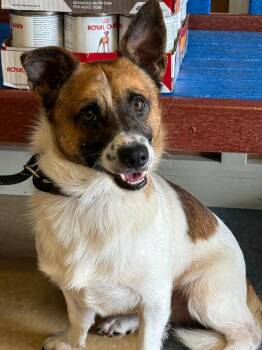 Jack Russell Terrier and Rat Terrier Dogs Available for Adoption in Little Elm, Texas - Loki | PetCurious