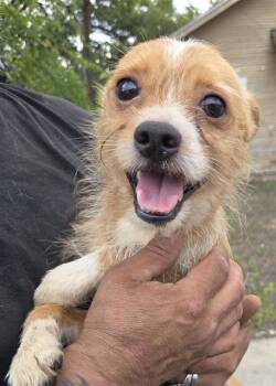 JR -  Chihuahua and Yorkshire Terrier Dog for Adoption in San Antonio, Texas - JR | PetCurious