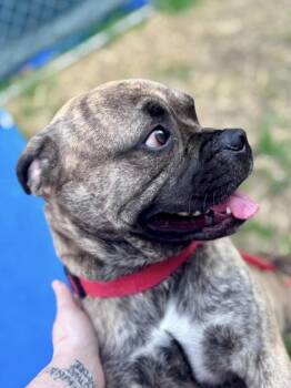 Mixed Breed Dogs Available for Adoption in Hobart, Indiana - Squatch | PetCurious