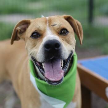 CRIMSON -  Golden Retriever Dog for Adoption in San Antonio, Texas - CRIMSON | PetCurious