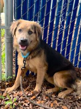 Winona -  Shepherd and Labrador Retriever Dog for Adoption in Holly Springs, North Carolina - Winona | PetCurious