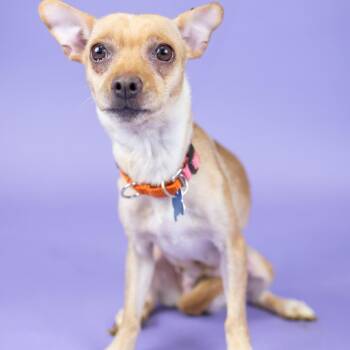 Diva -  Chihuahua Dog for Adoption in Portland, Oregon - Diva | PetCurious