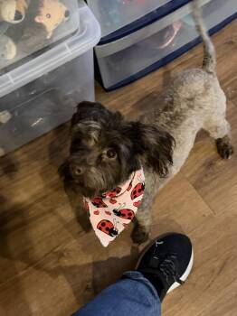 Maltese and Poodle Dogs Available for Adoption - Kokomo | PetCurious