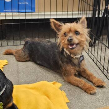 Sullivan -  Yorkshire Terrier and Chinese Crested Dog Dog for Adoption in Apple Valley, California - Sullivan | PetCurious