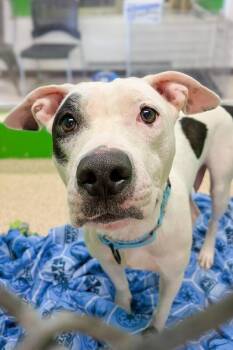 Sugar -  Mixed Breed Dog for Adoption in Cincinnati, Ohio - Sugar | PetCurious