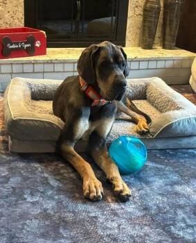 Big John $750 -  Great Dane Dog for Adoption in West Milwaukee, Wisconsin - Big John $750 | PetCurious