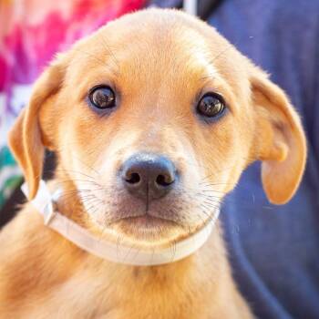 Pointer and Labrador Retriever Dogs Available for Adoption - Brady | PetCurious