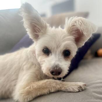 West Highland White Terrier Westie and Yorkshire Terrier Dogs Available for Adoption - Max | PetCurious