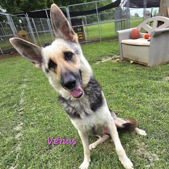 VENUS -  German Shepherd Dog Dog for Adoption in Athens, Alabama - VENUS | PetCurious