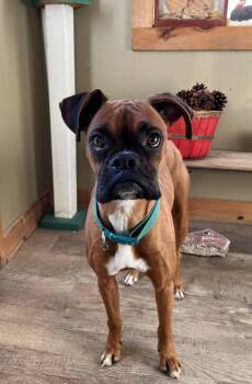 Boxer Dogs Available for Adoption - Jasmine | PetCurious