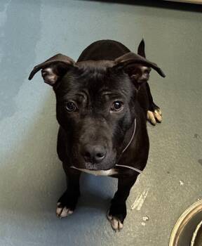 Rescue Staffordshire Bull Terrier and Mixed Breed Dogs for Adoption in Houston, Texas - BROWNIE | PetCurious