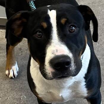 Miles -  Mixed Breed Dog for Adoption in Las Cruces, New Mexico - Miles | PetCurious
