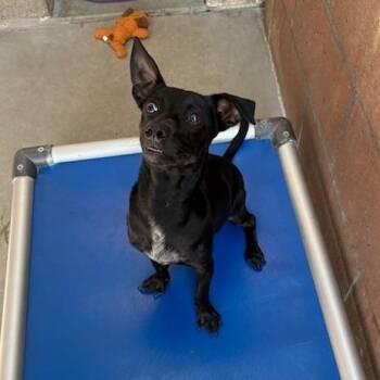 Camper -  Chihuahua and Mixed Breed Dog for Adoption in Goleta, California - Camper | PetCurious