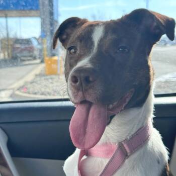 Boxer and Mixed Breed Dogs Available for Adoption - Hazel (Foster) | PetCurious