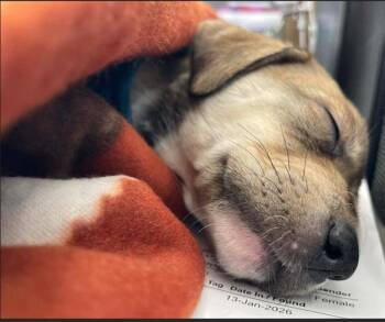 Mixed Breed Dogs Available for Adoption - Jasmin | PetCurious